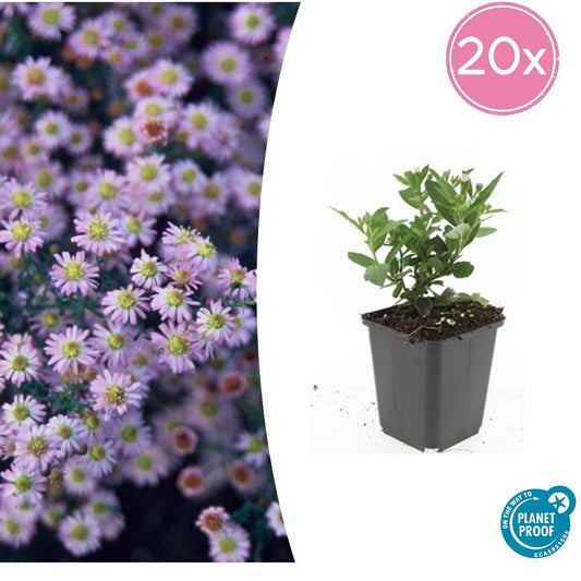 20x Aster ageratoides 'Stardust' weiß Ø9cm Herbststauden – Pflanzfix24.de - Pflanzfix24.de