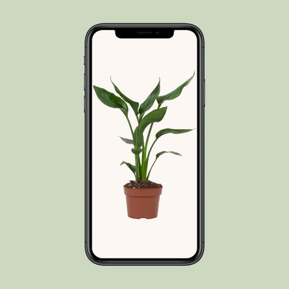 Strelitzia Reginae Paradiesvogelblume Ø12cm – Pflanzfix24