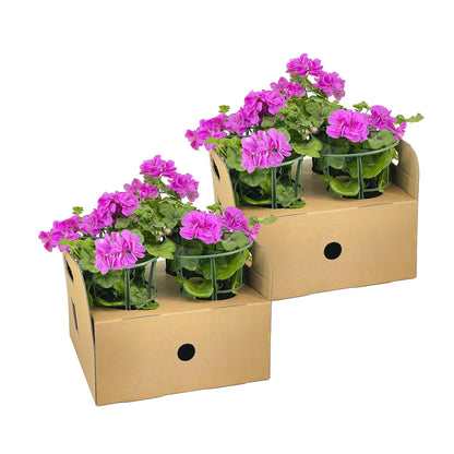 8x Pelargonium peltatum Violet Ø12 cm - ↕20 cm - Pflanzfix24