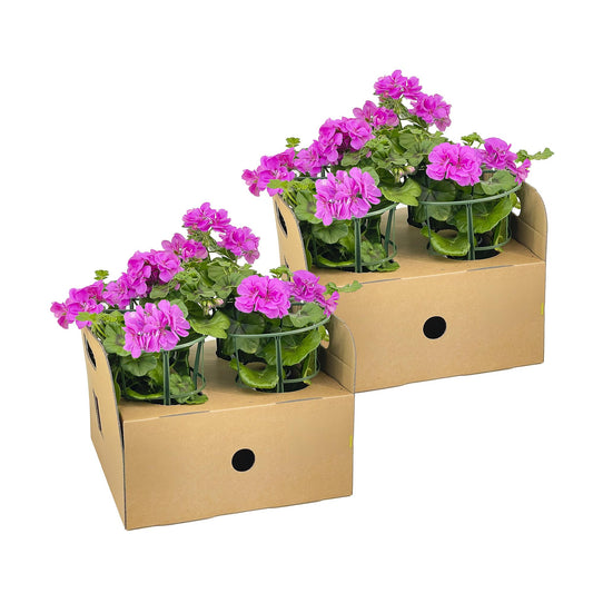 8x Pelargonium peltatum Violet Ø12 cm - ↕20 cm - Pflanzfix24
