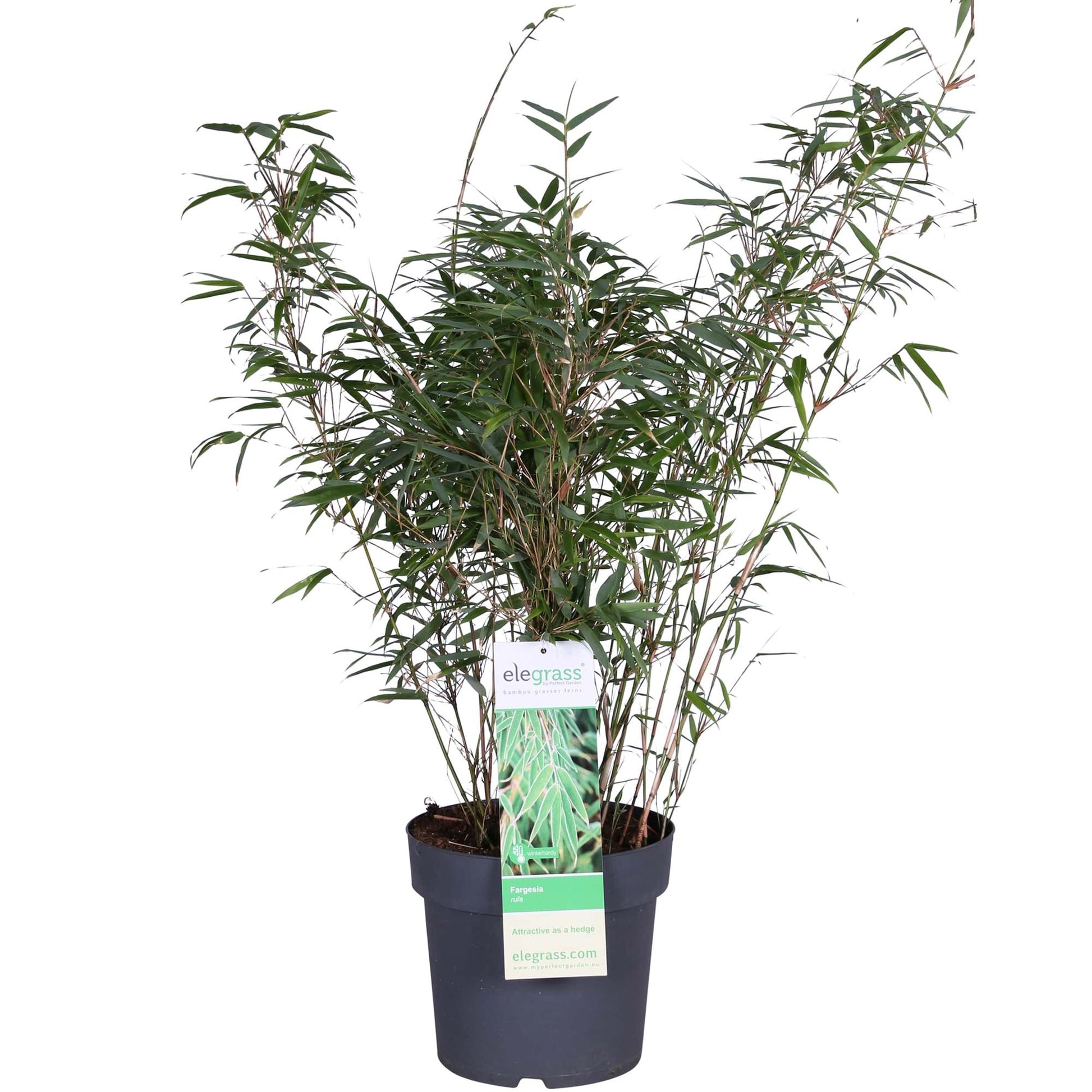 Fargesia rufa - Kompakter Bambus - Ø29cm - Pflanzfix24.de - Pflanzfix24.de