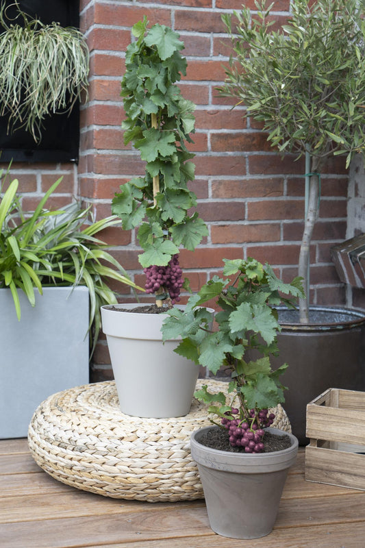 3x - Vitis Pixie 'Cabernet Franc' - ↨30cm - Ø14 - Pflanzfix24