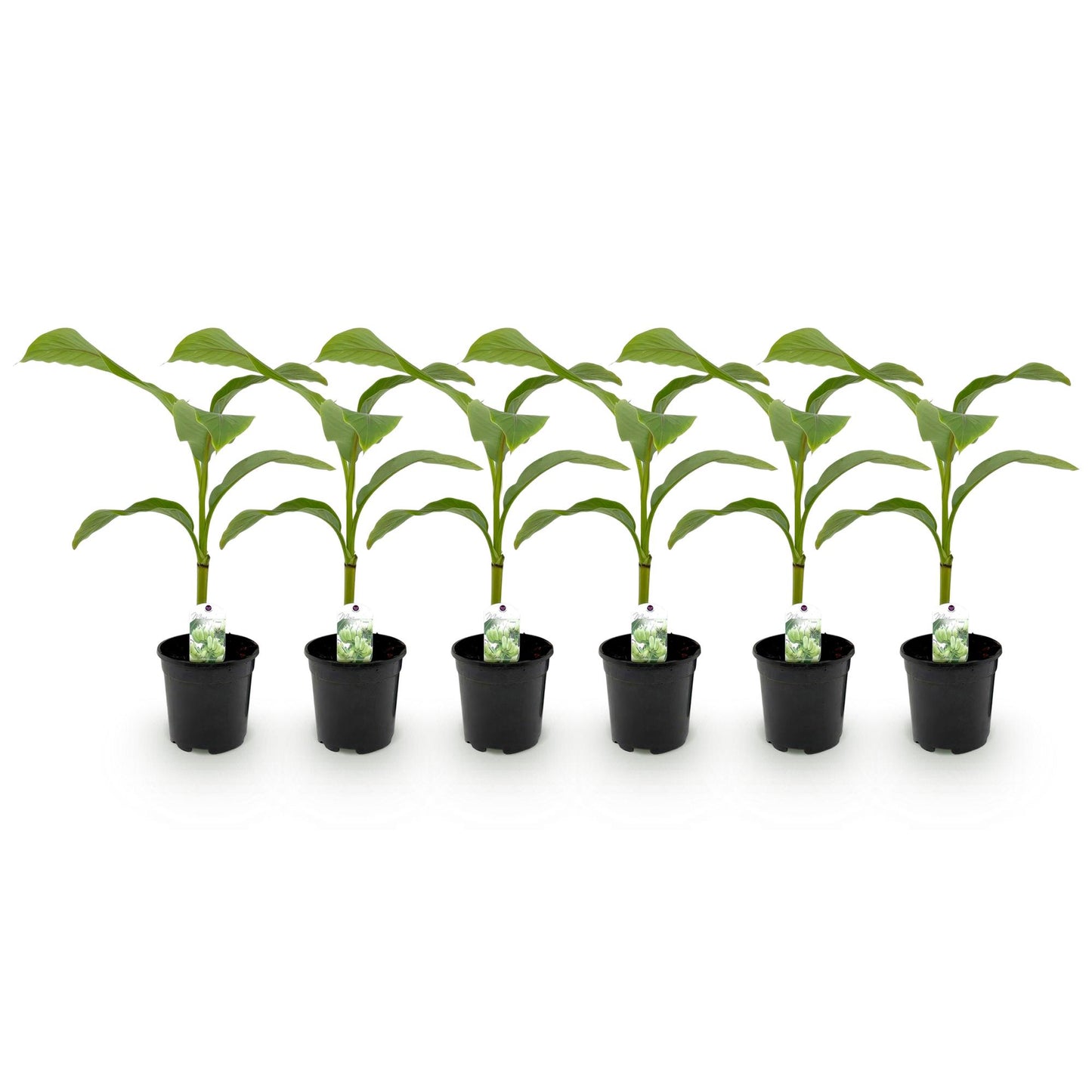 pflanzfix24 - Musa Basjoo - Winterharte Gartenbanane - 6 Pflanzen - Topf 17cm