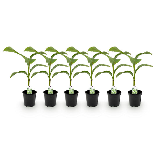 pflanzfix24 - Musa Basjoo - Winterharte Gartenbanane - 6 Pflanzen - Topf 17cm