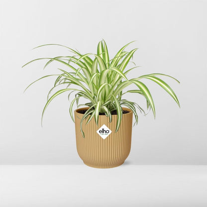 Chlorophytum Comosum Variegatum - Pflanzfix24