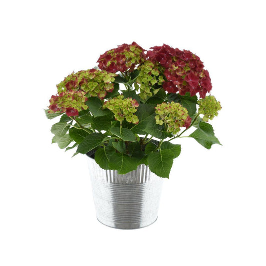 Hydrangea Bol Red 7-12 Kop In Zink (Decorum) - Ø23cm - ↕50cm - Pflanzfix24