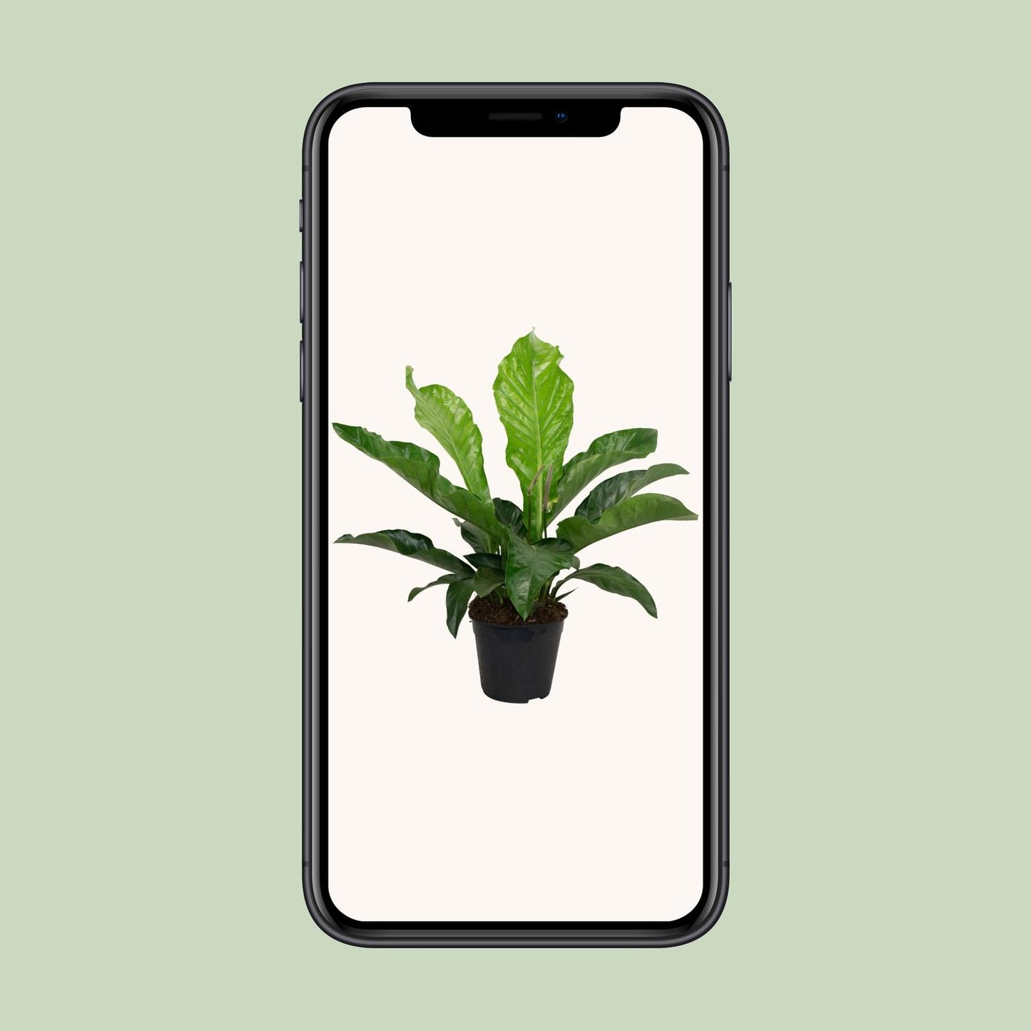 Anthurium KARMA Botanical - Ø30cm - ↕90cm - Pflanzfix24