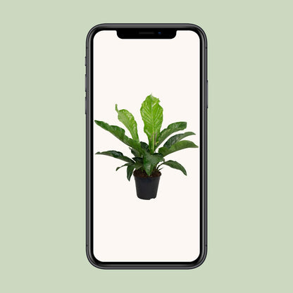 Anthurium KARMA Botanical - Ø30cm - ↕90cm - Pflanzfix24