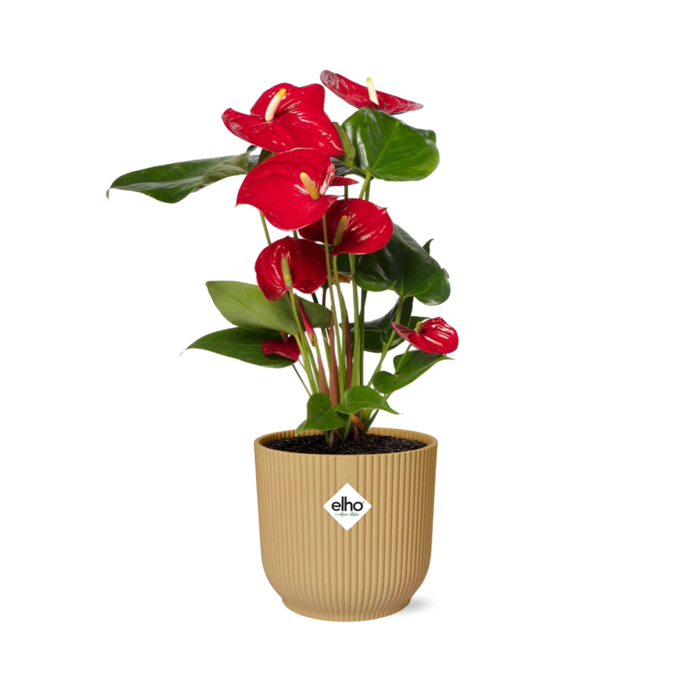 Anthurium Red 12cm in ELHO Vibes Fold 14cm geel - Pflanzfix24