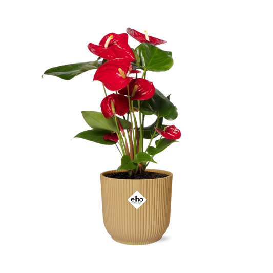 Anthurium Red 12cm in ELHO Vibes Fold 14cm geel - Pflanzfix24