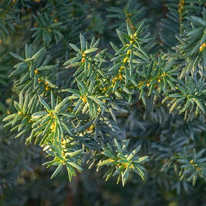 pflanzfix24 - Taxus media Hillii Heckenpflanzen - 6 Pflanzen - 1m