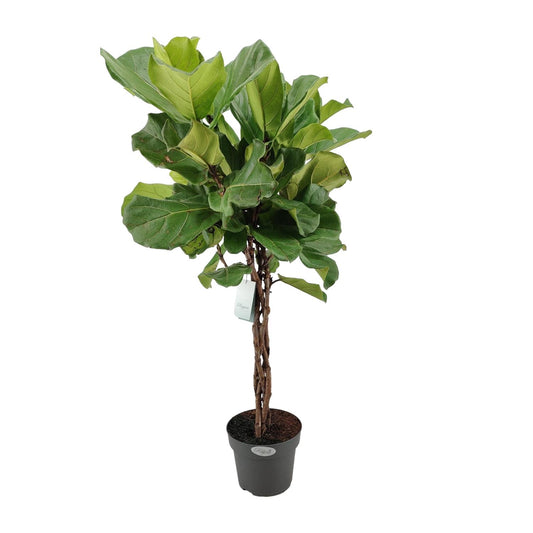 Ficus Lyrata Geflechtstamm - Ø24cm - ↕100cm - Pflanzfix24