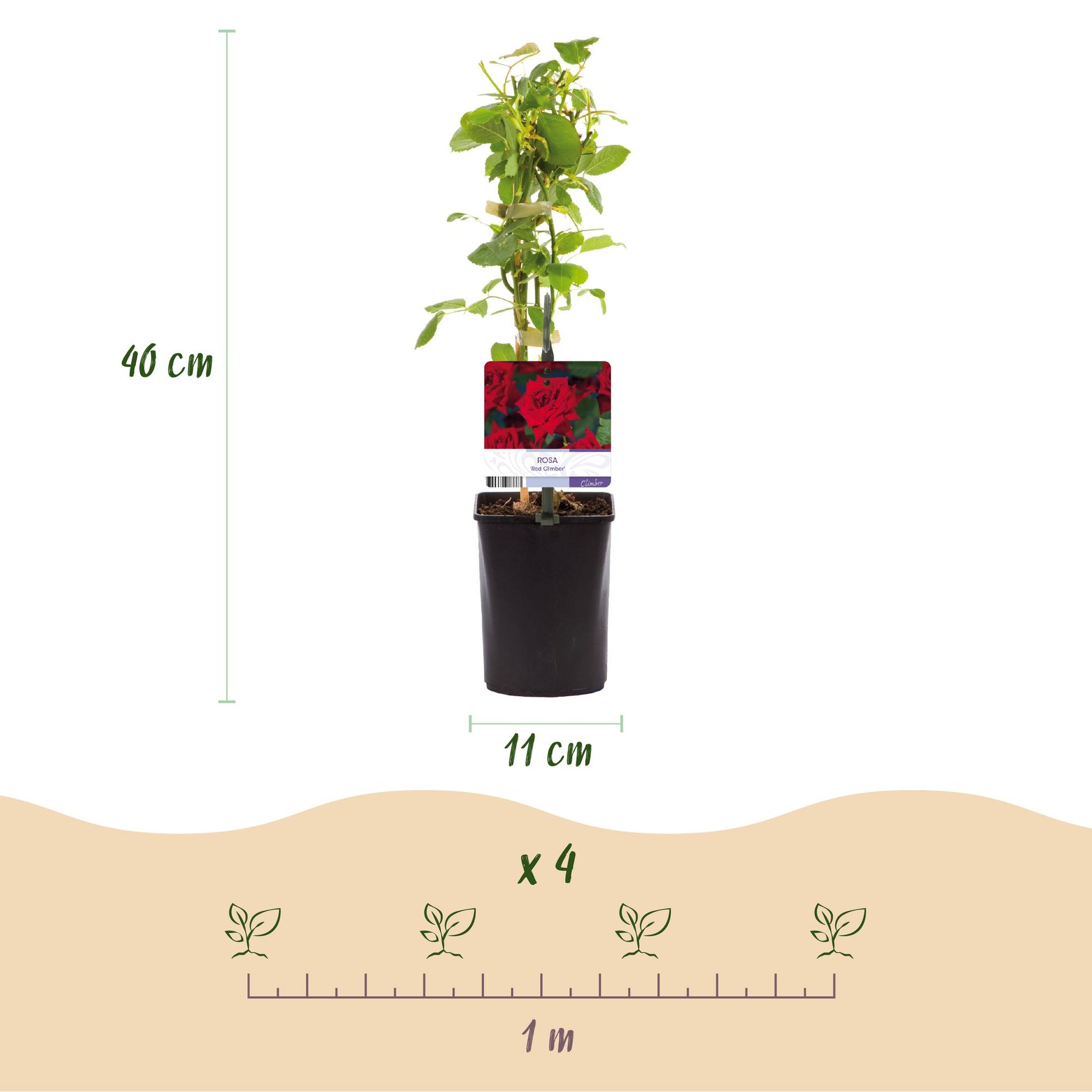 Pflanzfix24.de - Klimrose 'Red Climber' - Blüte Rot - 2 Pflanzen - Topf 11cm - Pflanzfix24.de