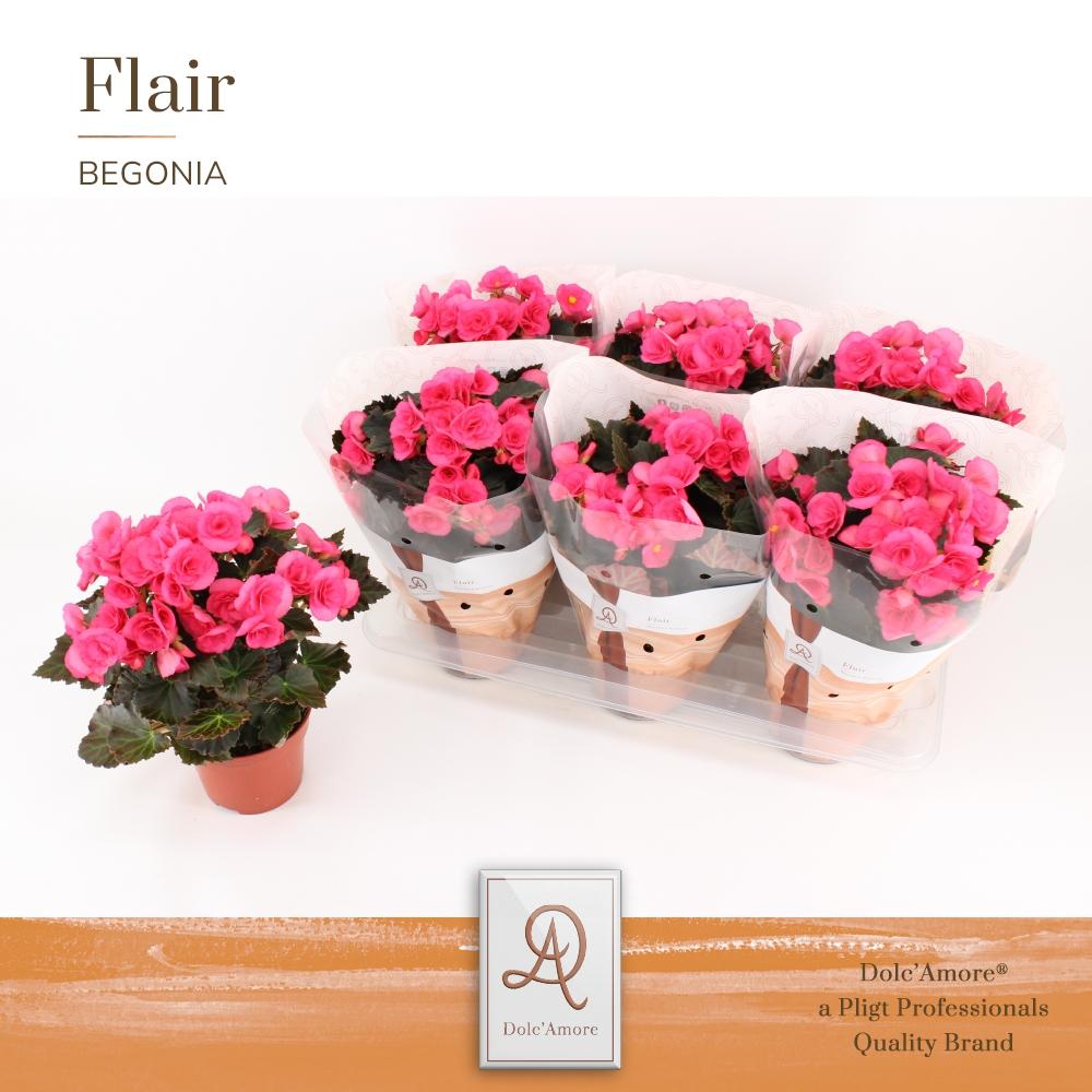 Begonia Adonia P14 Dolc'Amore® Flair - Pflanzfix24