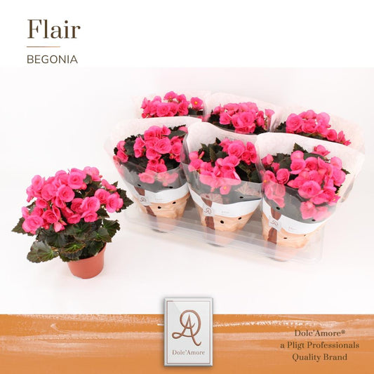 Begonia Adonia P14 Dolc'Amore® Flair - Pflanzfix24
