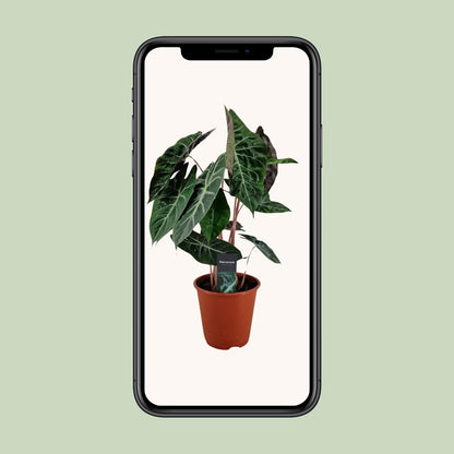Alocasia Pink Dragon - Ø19cm - ↕75cm - Pflanzfix24
