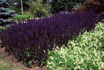6x Salvia nemorosa 'Mainacht' Ø9cm – Blühende Staude bei Pflanzfix24
