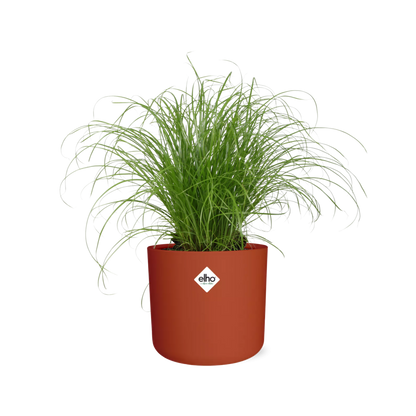 Cyperus Alternifolius Schirmgras Zimmerpflanze - ELHO b.for soft rund 14cm - brique - Pflanzfix24