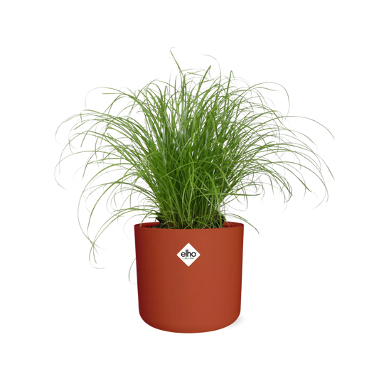 Cyperus Alternifolius Schirmgras Zimmerpflanze - ELHO b.for soft rund 14cm - brique - Pflanzfix24