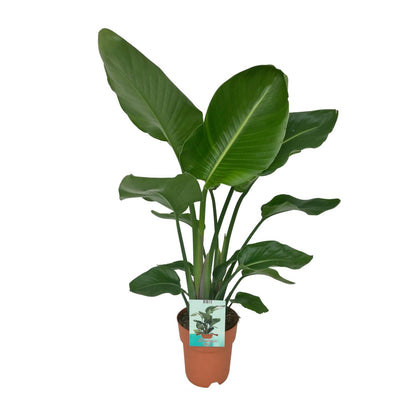 Strelitzia Nicolai Ø19cm Zimmerpflanze 90cm – Pflanzfix24.de - Pflanzfix24.de