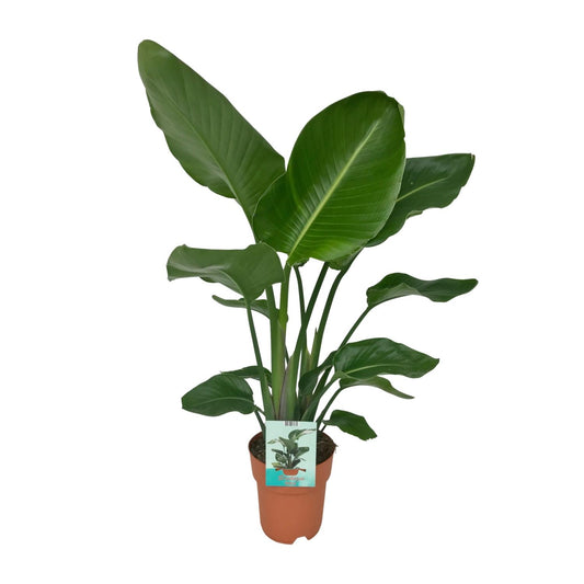 Strelitzia Nicolai Ø19cm Zimmerpflanze 90cm – Pflanzfix24.de - Pflanzfix24.de
