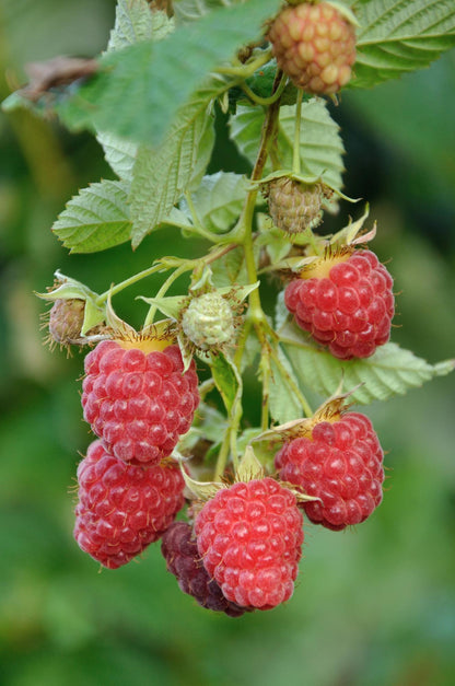 4x - Rubus 'Autumn' - ↨45cm - Ø13 - Pflanzfix24