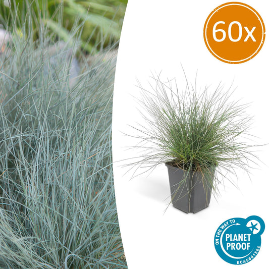 60x Festuca glauca 'Elijah Bleu' - Pflanzfix24.de - Pflanzfix24.de