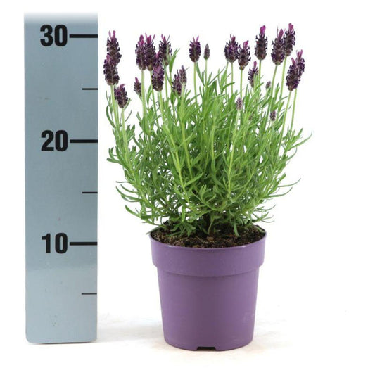 Lavandula stoechas Anouk® - Set van 6 kuiflavendel - Pflanzfix24.de - Pflanzfix24.de
