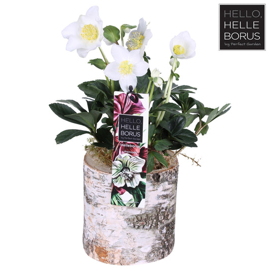 Helleborus Niger 'Christmas Carol' P12 - Pflanzfix24