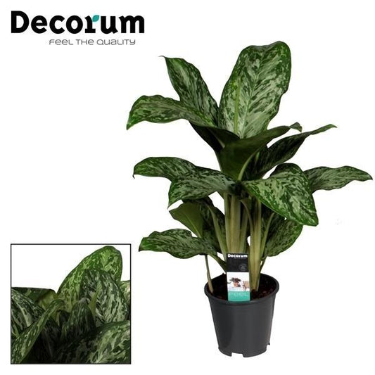 Aglaonema Greenlight (Decorum) - pflanzfix24