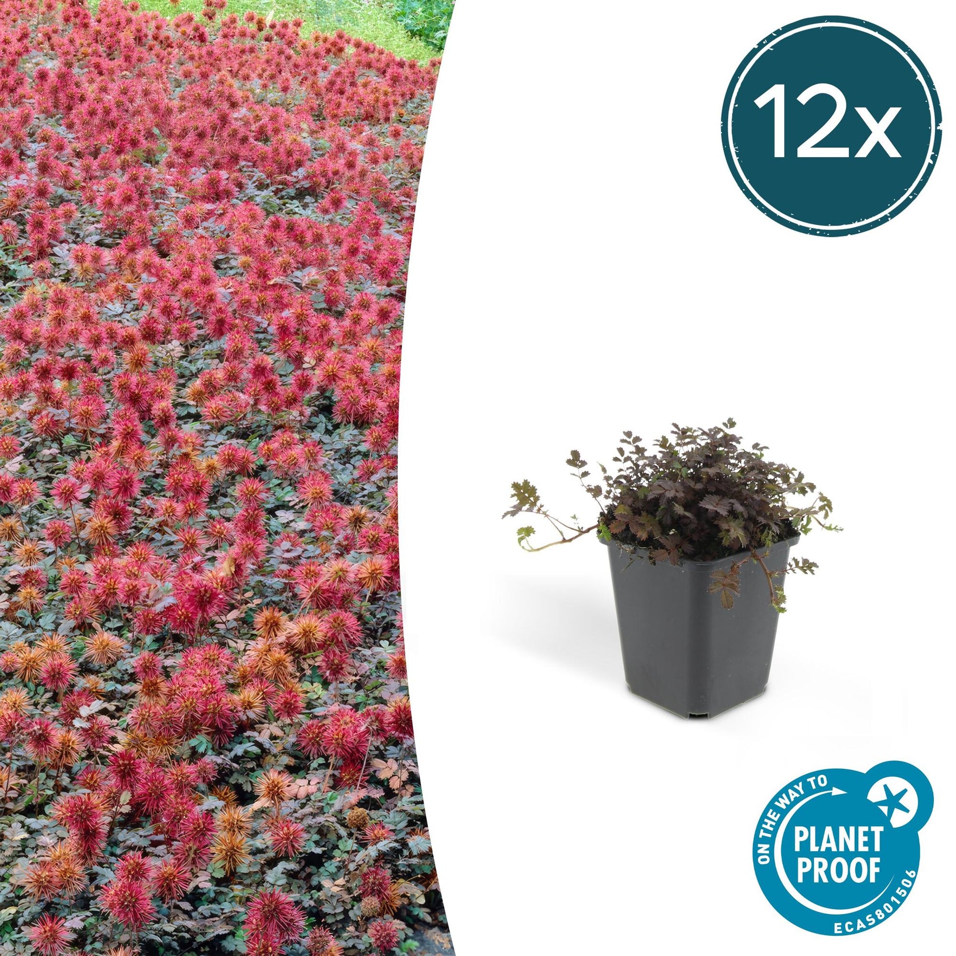 12x Acaena microphylla 'Kupferteppich' – Bodendecker – Pflanzfix24.de - Pflanzfix24.de