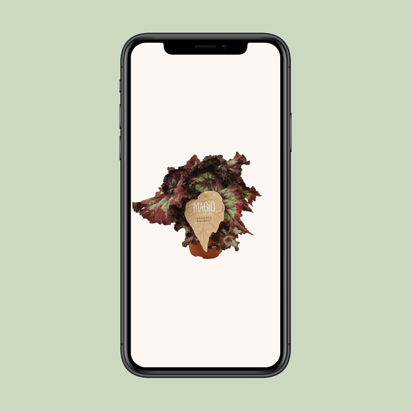 Begonia Rex Balboa - Ø12 ↕25 von Pflanzfix24