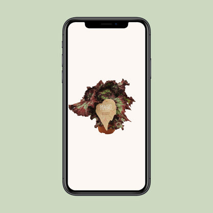 Begonia Rex Balboa - Ø12 ↕25 von Pflanzfix24