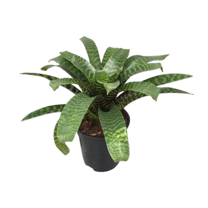 Vriesea Hieroglyphica - Ø19cm - ↕35cm bei Pflanzfix24