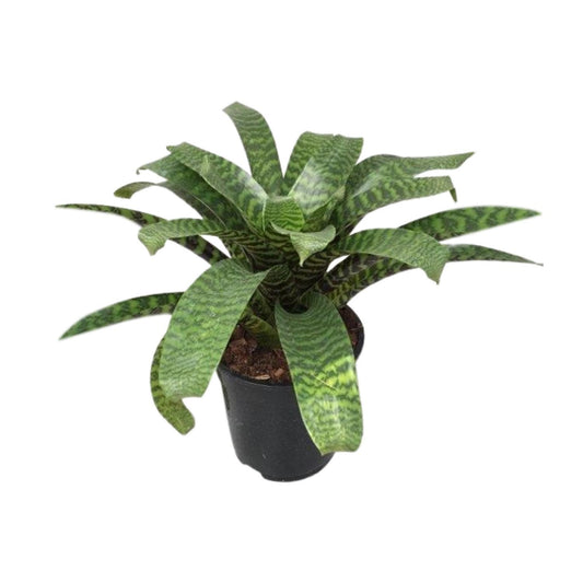 Vriesea Hieroglyphica - Ø19cm - ↕35cm bei Pflanzfix24