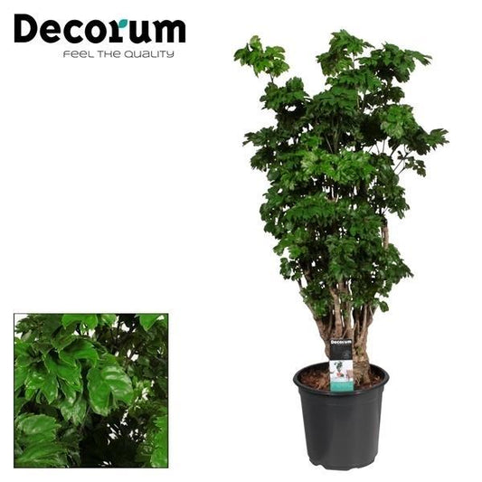 Polyscias Roble Vertakt - Ø21cm - ↕80cm bei Pflanzfix24