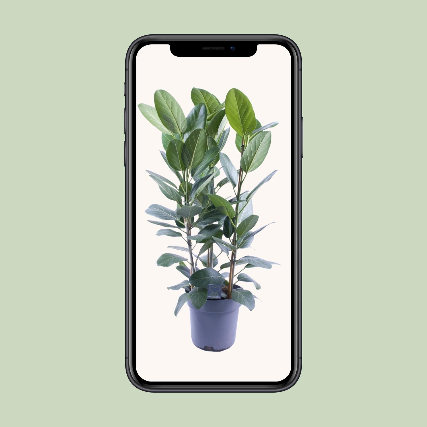 Ficus Audrey Toef 3 stekken - Ø27cm - ↕105cm - Pflanzfix24.de - Pflanzfix24.de