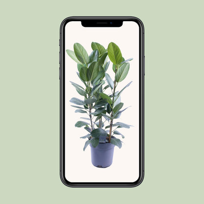 Ficus Audrey Toef 3 stekken - Ø27cm - ↕105cm - Pflanzfix24.de - Pflanzfix24.de