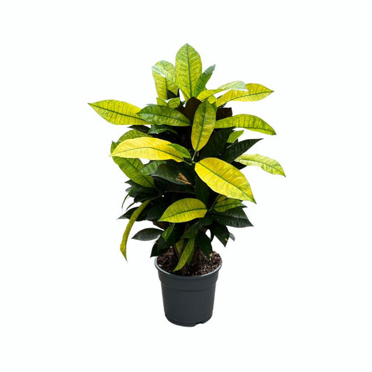 Croton Mrs. Iceton - Ø17cm - ↕65cm - Pflanzfix24