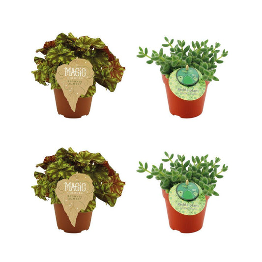 2x Begonia Rex Zumba - 2x Delosperma Echinatum - 4 stuks - Ø12cm - ↕20-25cm - Pflanzfix24