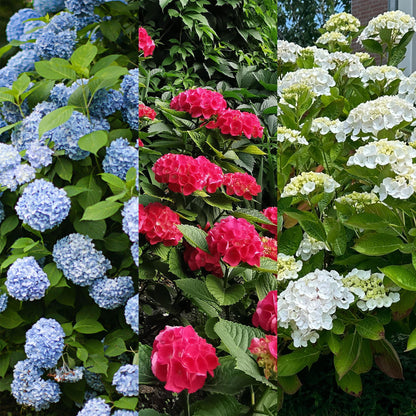 pflanzfix24 - Hortensie - Hydrangea macrophylla Tricolour - Blüte Blau, Rosa und Weiß - 3 Pflanzen - Laubabwerfend - Topf 17cm Höhe 30cm