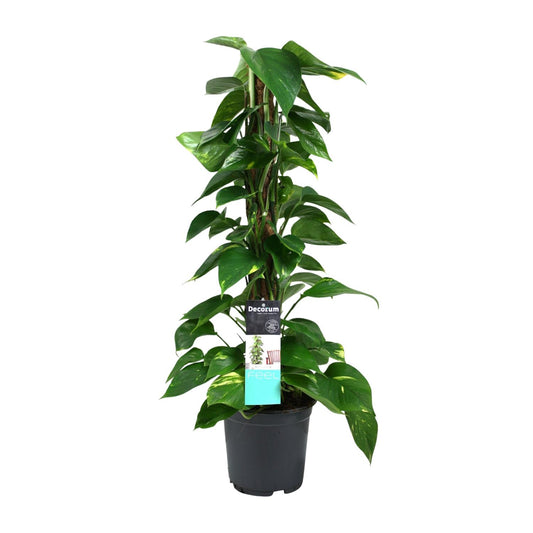 Scindapsus Epipremnum 19cm – Mittelgroße Zimmerpflanze | Pflanzfix24.de - Pflanzfix24.de