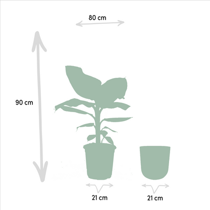 Musa Dwarf Cavendish - Ø21cm - ↕90cm + Topf Mayk Gold - Pflanzfix24