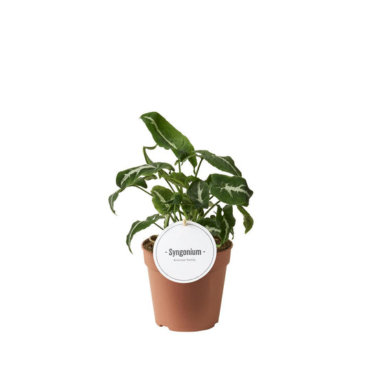 Syngonium Wendlandii Pflanze Ø12cm – Zimmerpflanze bei Pflanzfix24.de - Pflanzfix24.de