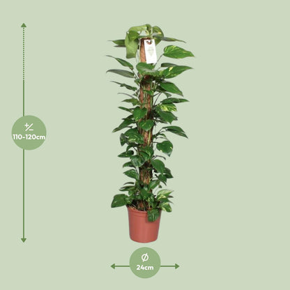 Epipremnum Pinnatum Mosstok 120cm Scindapsus - Ø24cm - ↕120cm - Pflanzfix24