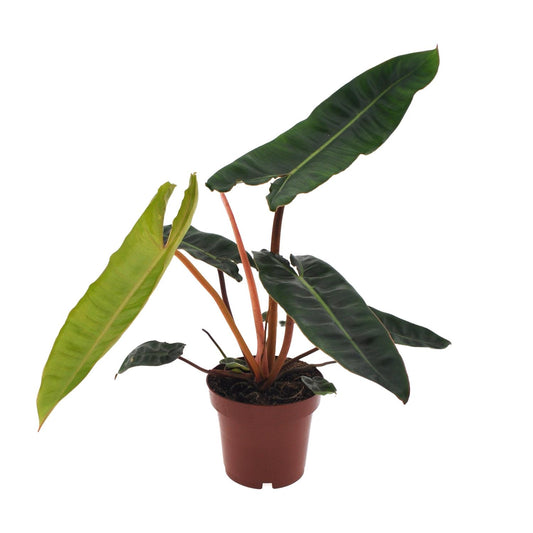 Philodendron Billietiae Ø12cm – Elegante Zimmerpflanze | Pflanzfix24.de - Pflanzfix24.de
