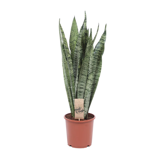 Sansevieria Zeylanica - Ø17cm - ↕70cm - Pflanzfix24