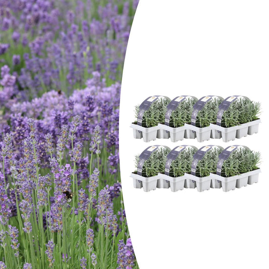 8 x 6er Pack Lavendel angustifolia - Ø7 cm - ↕15 cm - Pflanzfix24.de - Pflanzfix24.de