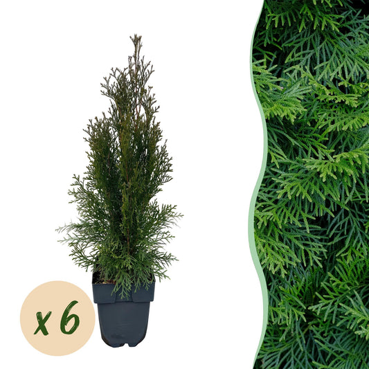 Thuja occidentalis Smaragd Heckenpflanzen - 6 Pflanzen - 1m - Pflanzfix24.de - Pflanzfix24.de