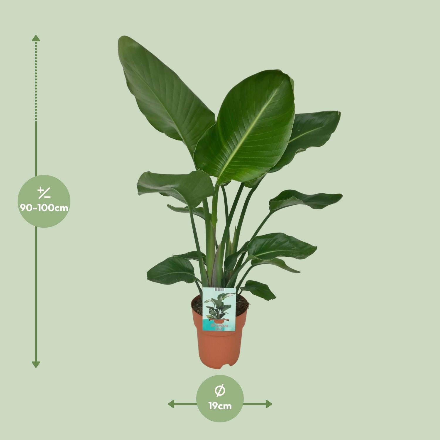 Strelitzia Nicolai Ø19cm Zimmerpflanze 90cm – Pflanzfix24.de - Pflanzfix24.de